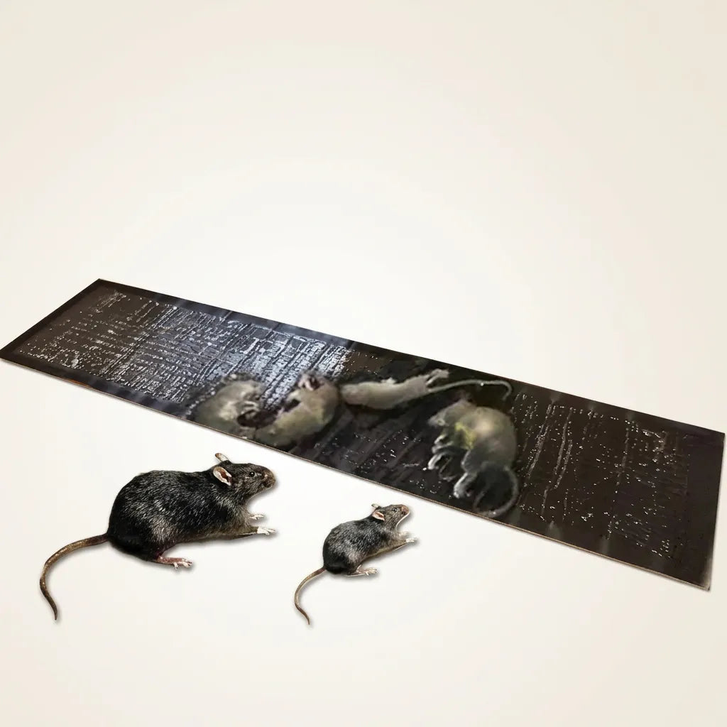 Pièges à Rat TrapZone | Piège à souris et insectes sans poison, grande surface (lot de 10)